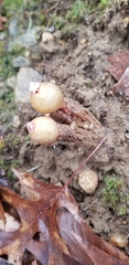 Calostoma