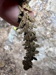 Myriopteris gracillima