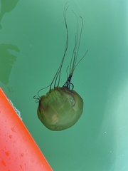 Chrysaora fuscescens