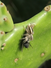 Megafreya sutrix