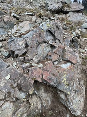 Myriopteris gracillima