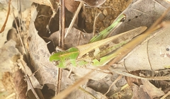Oedaleus infernalis
