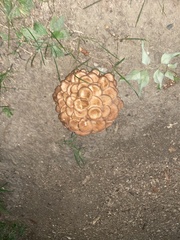 Desarmillaria tabescens