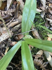 Chloraea membranacea