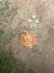 Desarmillaria tabescens