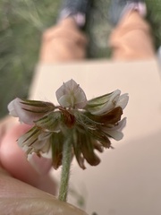 Trifolium amabile