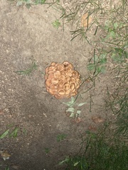 Desarmillaria tabescens