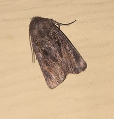 Lacinipolia meditata