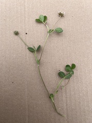 Trifolium amabile
