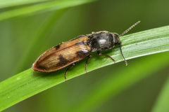 Liotrichus umbripennis