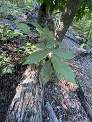 Cameraria caryaefoliella