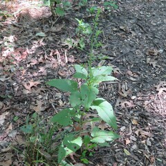 Symphyotrichum drummondii