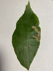 Cameraria caryaefoliella