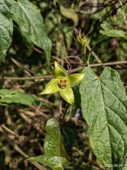 Gonolobus uniflorus