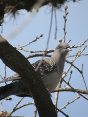 Patagioenas maculosa