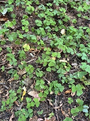 Oxalis oregana