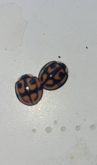 Aiolocaria hexaspilota