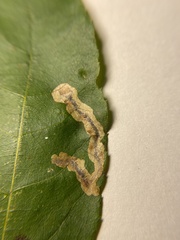Cameraria caryaefoliella