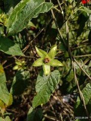 Gonolobus uniflorus