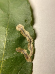 Cameraria caryaefoliella