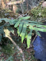 Pleopeltis pleopeltifolia