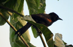 Icterus pyrrhopterus