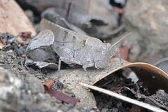 Trimerotropis thalassica