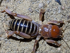 Ammopelmatus