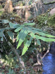 Pleopeltis pleopeltifolia