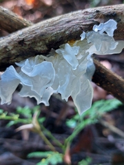 Tremella fuciformis