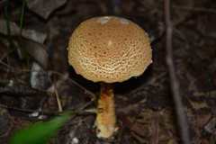 Saproamanita flavofloccosa