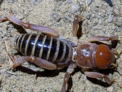 Ammopelmatus