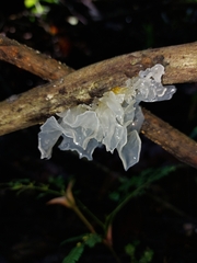 Tremella fuciformis