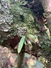 Pleopeltis pleopeltifolia