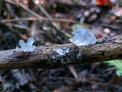 Tremella fuciformis