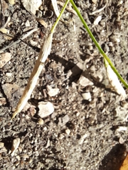 Brassica napus