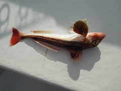 Eutrigla gurnardus