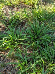 Paspalum langei