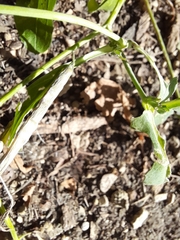 Brassica napus