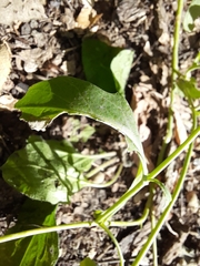 Brassica napus