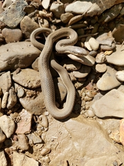 Regina septemvittata