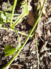 Brassica napus