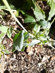 Brassica napus