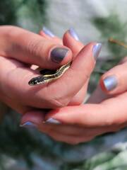 Thamnophis elegans elegans