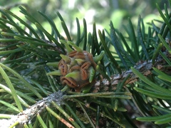 Adelges abietis