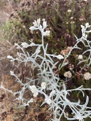 Pseudognaphalium microcephalum