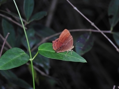 Abisara