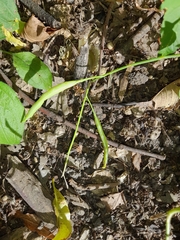 Brassica napus