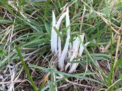 Clavaria