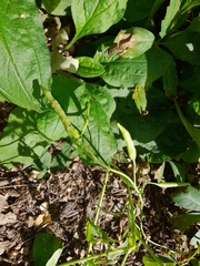 Brassica napus